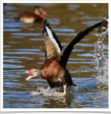 Black-Bellied Whistling Duck - Landing Black-Bellied Whistling Duck - Landing